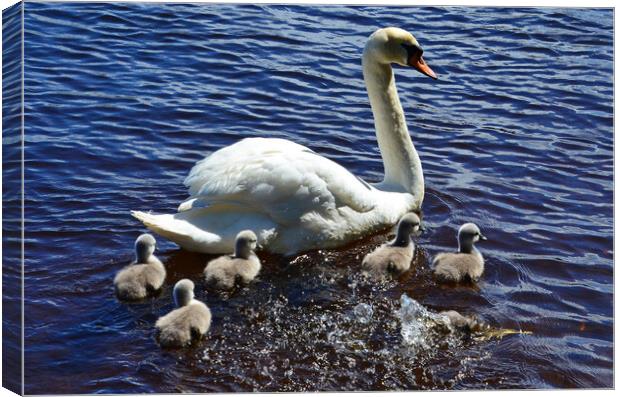 New family Canvas Print by Allan Durward Photography