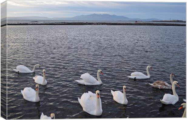 Old Saltcoats bathing pool swans Canvas Print by Allan Durward Photography
