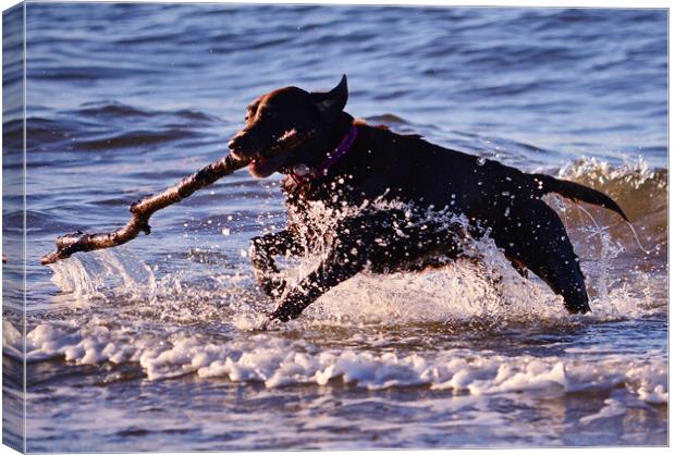 Fetching doggie splash Canvas Print by Allan Durward Photography