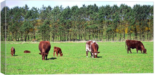 Ayrshire cows and their calves Canvas Print by Allan Durward Photography