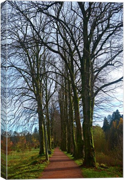 An avenue of trees Canvas Print by Allan Durward Photography
