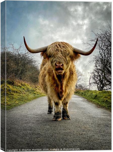 Highland Cow confrontation Canvas Print by Stephen Morrison