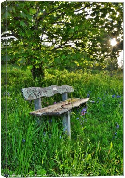 Bluebell Bench, Trenant Woods, Cornwall. Canvas Print by Neil Mottershead