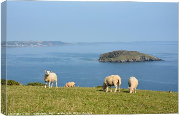 Sheep Grazing Above Looe Island Canvas Print by Neil Mottershead