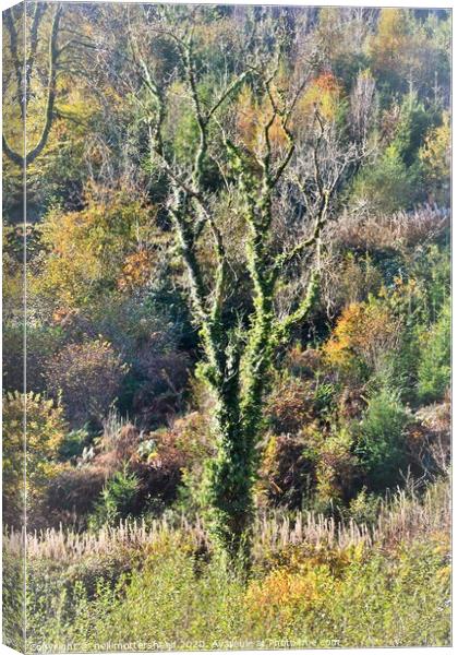 Cornish Autumn Colours. Canvas Print by Neil Mottershead