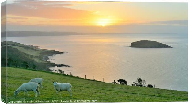 Sheep, Sunrise & Looe Island. Canvas Print by Neil Mottershead