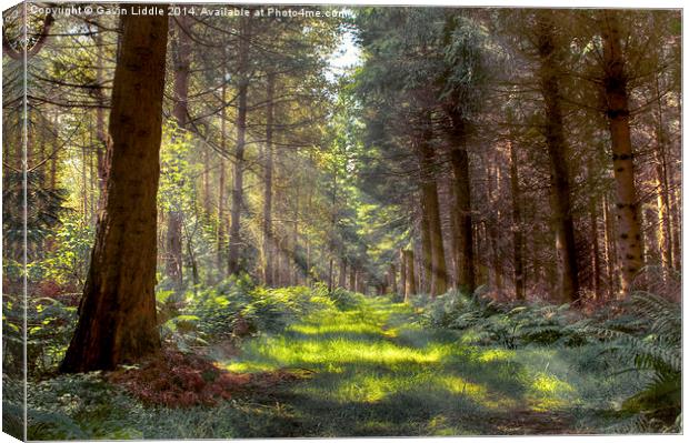  Bowmont Forest in the Sunlight Canvas Print by Gavin Liddle