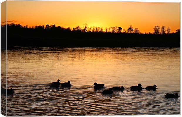 Ducks at Sunset Canvas Print by Gavin Liddle
