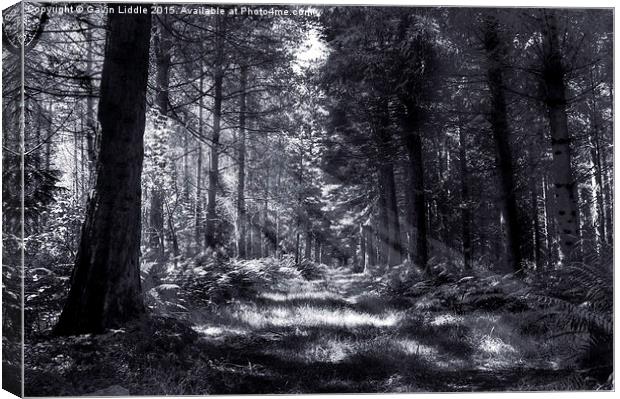 Bowmont Forest, in Black and White Canvas Print by Gavin Liddle
