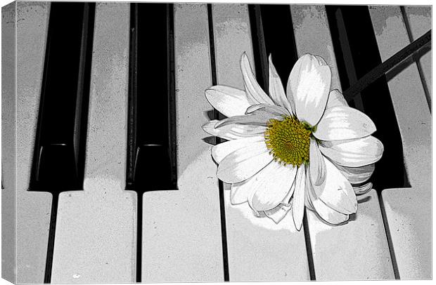 Daisy on a Piano 2 Canvas Print by Gavin Liddle