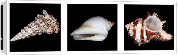 Shells Canvas Print by Gavin Liddle