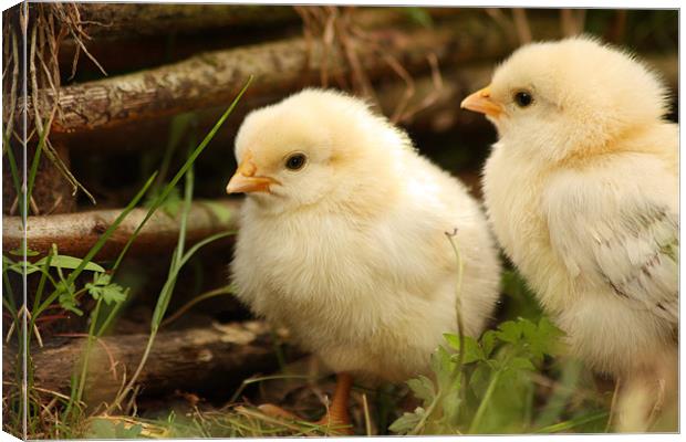 Two Little Chicks Canvas Print by Gavin Liddle