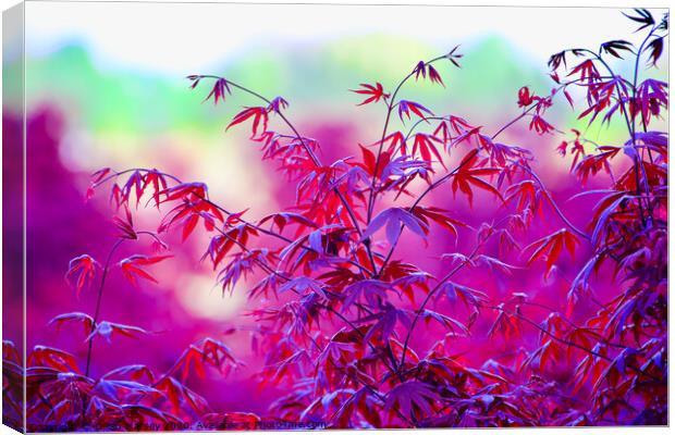 A close up of a Red Maple tree Canvas Print by Dillan Marsey