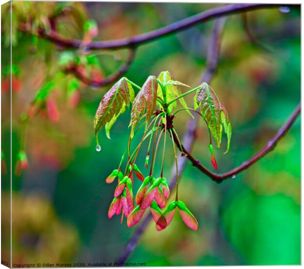 A close up of a tree Canvas Print by Dillan Marsey