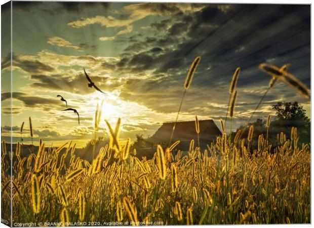 There is a house in the grass Canvas Print by BRANKO BALAŠKO