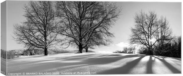 Trees with snow Canvas Print by BRANKO BALAŠKO