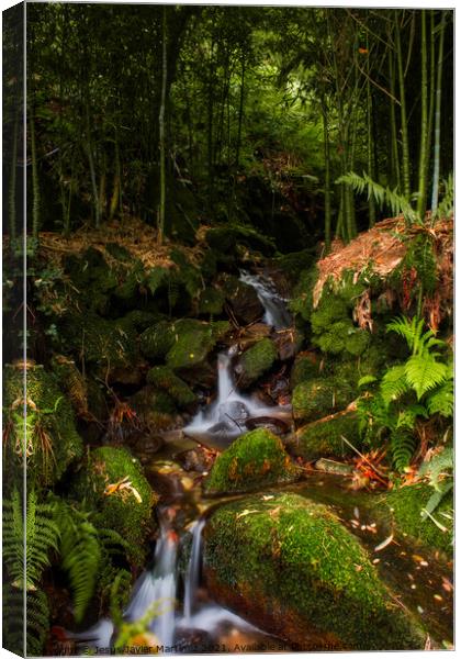 Enchanting Bamboo Waterfall in Galicia Canvas Print by Jesus Martínez