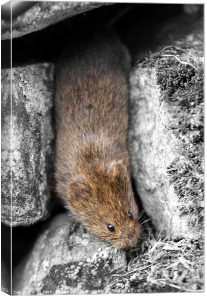 House Mouse Canvas Print by Jaxx Lawson