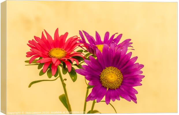Chrysanthamums Canvas Print by Jaxx Lawson