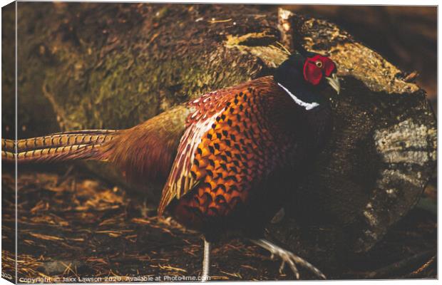 Male Pheasant Canvas Print by Jaxx Lawson