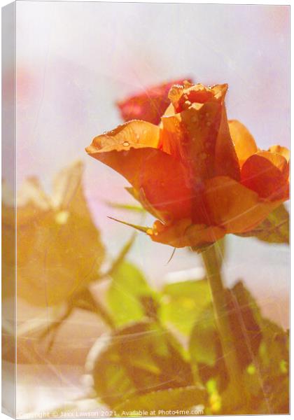 Peach coloured rose Canvas Print by Jaxx Lawson