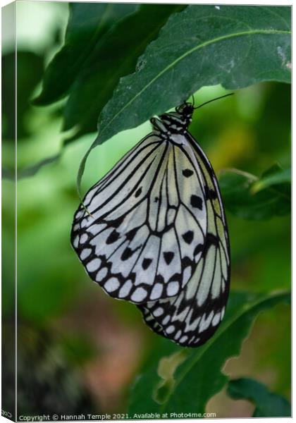 Malabar Tree Nymph Butterfly  Canvas Print by Hannah Temple