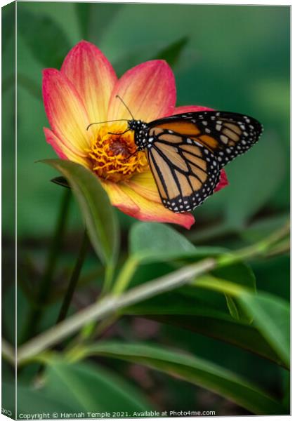 Monarch Butterfly Canvas Print by Hannah Temple