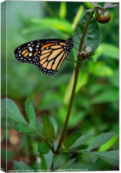 Monarch Butterfly  Canvas Print by Hannah Temple