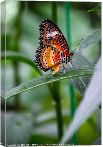 Leopard Lacewing Butterfly Canvas Print by Hannah Temple
