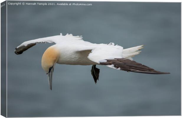 Gannet Canvas Print by Hannah Temple