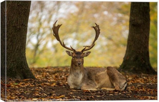 Stunning Stag Canvas Print by Hannah Temple