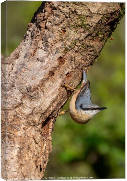 Nuthatch  Canvas Print by Hannah Temple