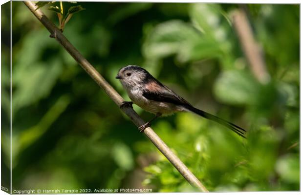 Long tailed tit  Canvas Print by Hannah Temple