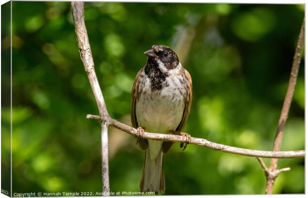 Reed Bunting  Canvas Print by Hannah Temple