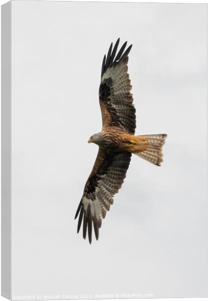 Red Kite  Canvas Print by Hannah Temple