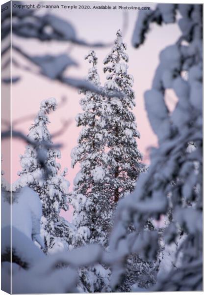 Snowy tree against a pink sky  Canvas Print by Hannah Temple
