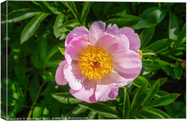 Peonies pink and beautiful in full bloom Canvas Print by Frank Bach