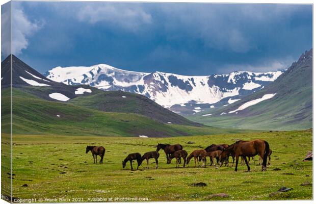A beautiful shot of horses grazing in a field Canvas Print by Frank Bach