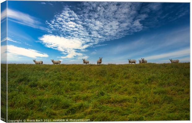 Sheep on a dyke in the wadden sea near Mandoe, Esbjerg, Denmark Canvas Print by Frank Bach