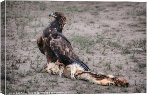 Falconeers falcon in Kyrgyzstan Canvas Print by Frank Bach