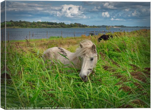 White horse eating reed near Flensborg fjord at Gendarmstien, Denmark Canvas Print by Frank Bach