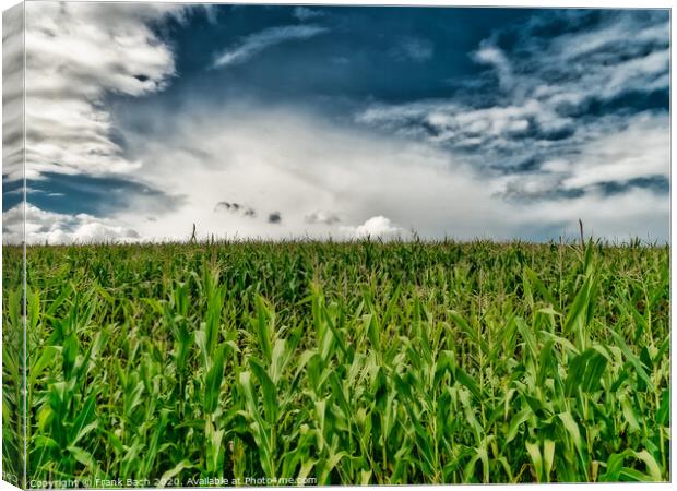 Fields with corn at Gendarmstien in Jutland, Denmark Canvas Print by Frank Bach