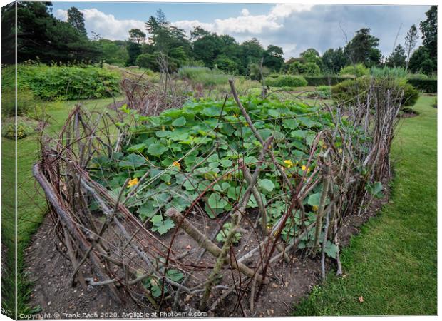 Walled cucumber flower bed in Cambridge botanic garden, England Canvas Print by Frank Bach