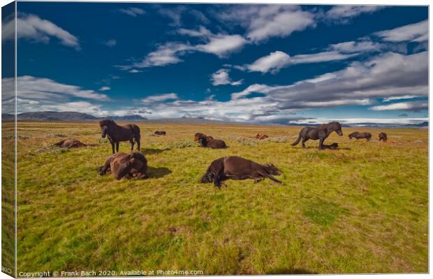 Icelandic horses resting in the cold wind Canvas Print by Frank Bach