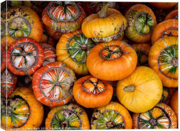 Fresh harvested pumpkins ready for sale Canvas Print by Frank Bach