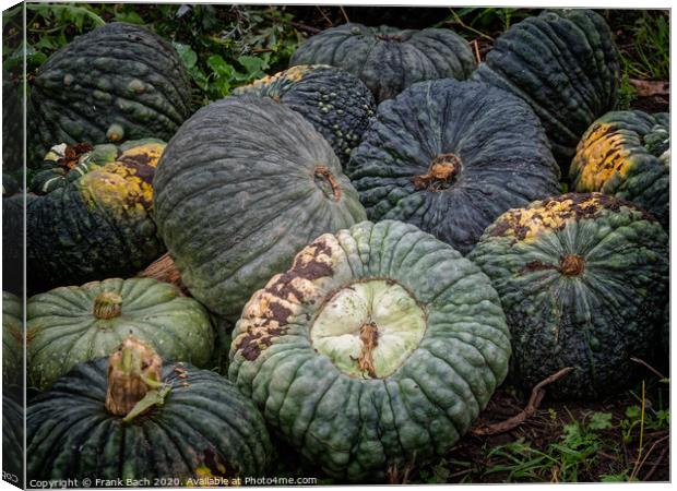 Fresh harvested pumpkins ready for sale Canvas Print by Frank Bach