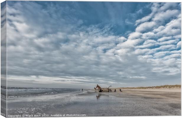 Bunker Mules horses on Blaavand Beach, North Sea coast, Denmark Canvas Print by Frank Bach