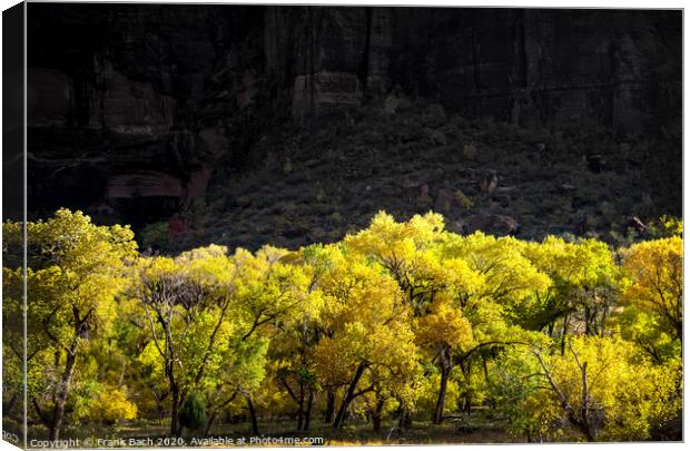 Autumn leaves in Zion National Park, Utah Canvas Print by Frank Bach