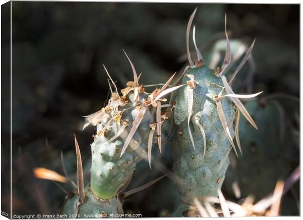 Tephrocatus on a very hot day Canvas Print by Frank Bach