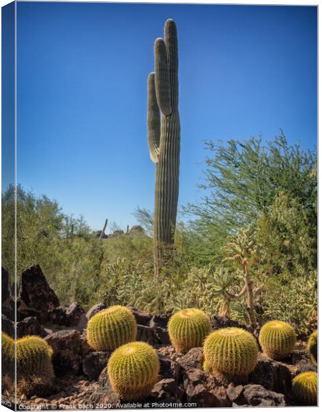 Saguaro and Echinocatus Grusonii on a hot day Canvas Print by Frank Bach